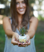 SUCULENTA "FOLLOW YOUR HEART"