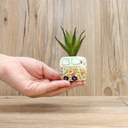 SUCULENTA "FOLLOW YOUR HEART"